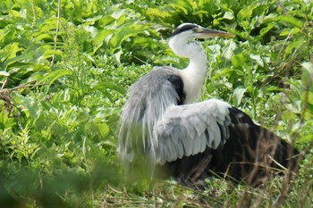 Grey Heron 江津湖 Tue, 7/12/2022