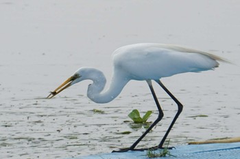 Great Egret 江津湖 Mon, 7/11/2022