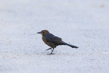 Great-tailed Grackle Coba Ruins Sun, 1/7/2018