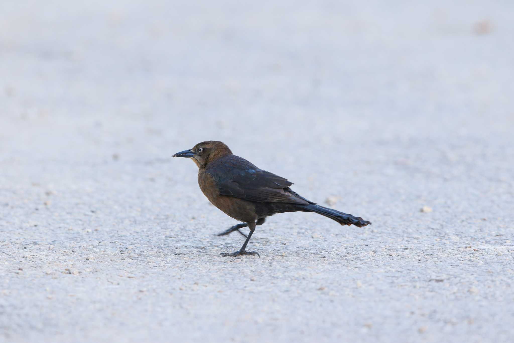 Photo of Great-tailed Grackle at Coba Ruins by Trio