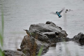 Common Kingfisher Nagahama Park Wed, 7/13/2022