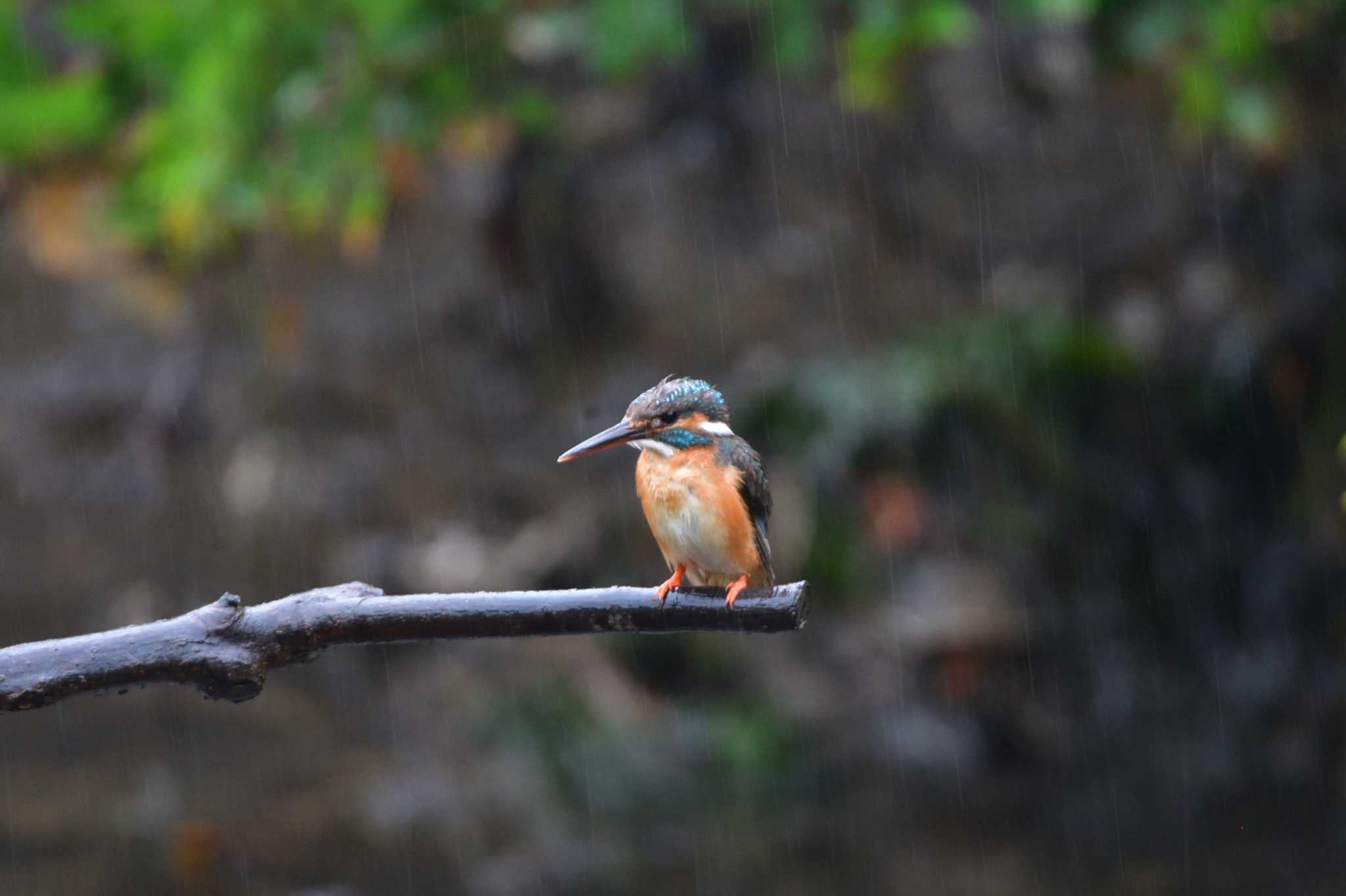 Photo of Common Kingfisher at Nagahama Park by やなさん