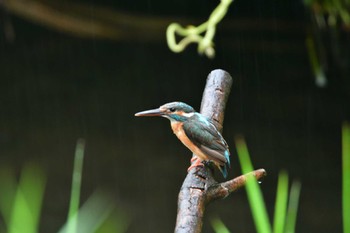 カワセミ 長浜公園 2022年7月13日(水)