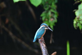 カワセミ 長浜公園 2022年7月13日(水)