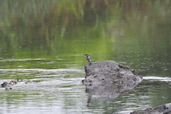 Common Kingfisher Nagahama Park Wed, 7/13/2022