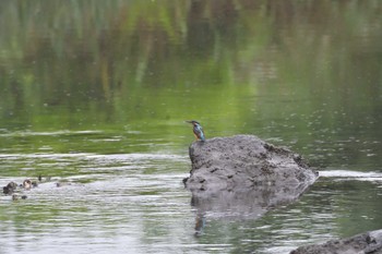 カワセミ 長浜公園 2022年7月13日(水)