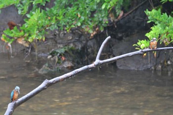 カワセミ 長浜公園 2022年7月13日(水)