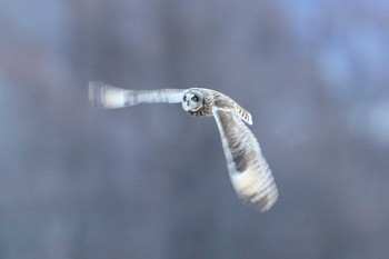 Short-eared Owl Unknown Spots Sat, 1/13/2018
