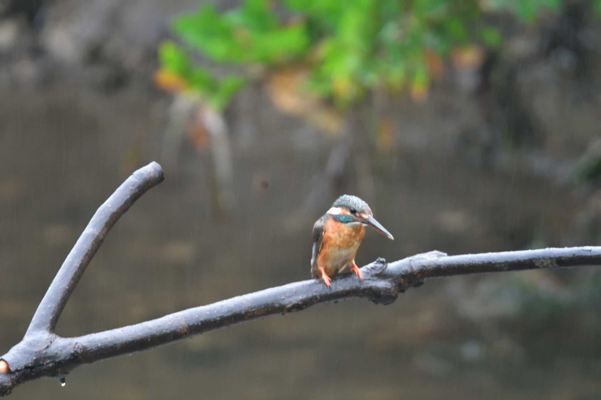 Common Kingfisher