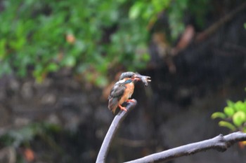 カワセミ 長浜公園 2022年7月13日(水)