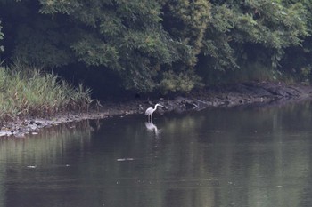 アオサギ 長浜公園 2022年7月13日(水)