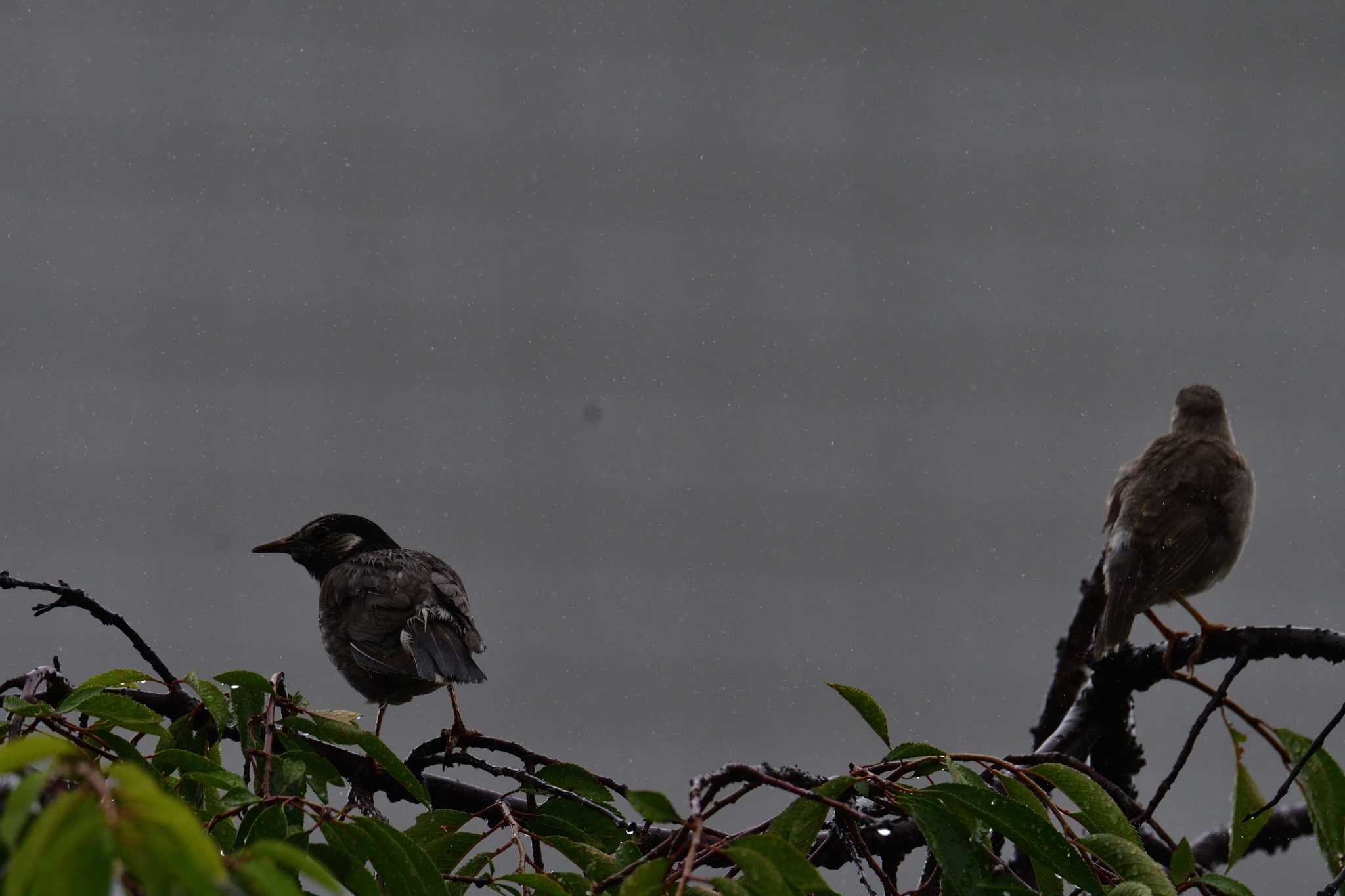 White-cheeked Starling