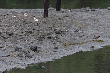 2022年7月13日(水) 長浜公園の野鳥観察記録