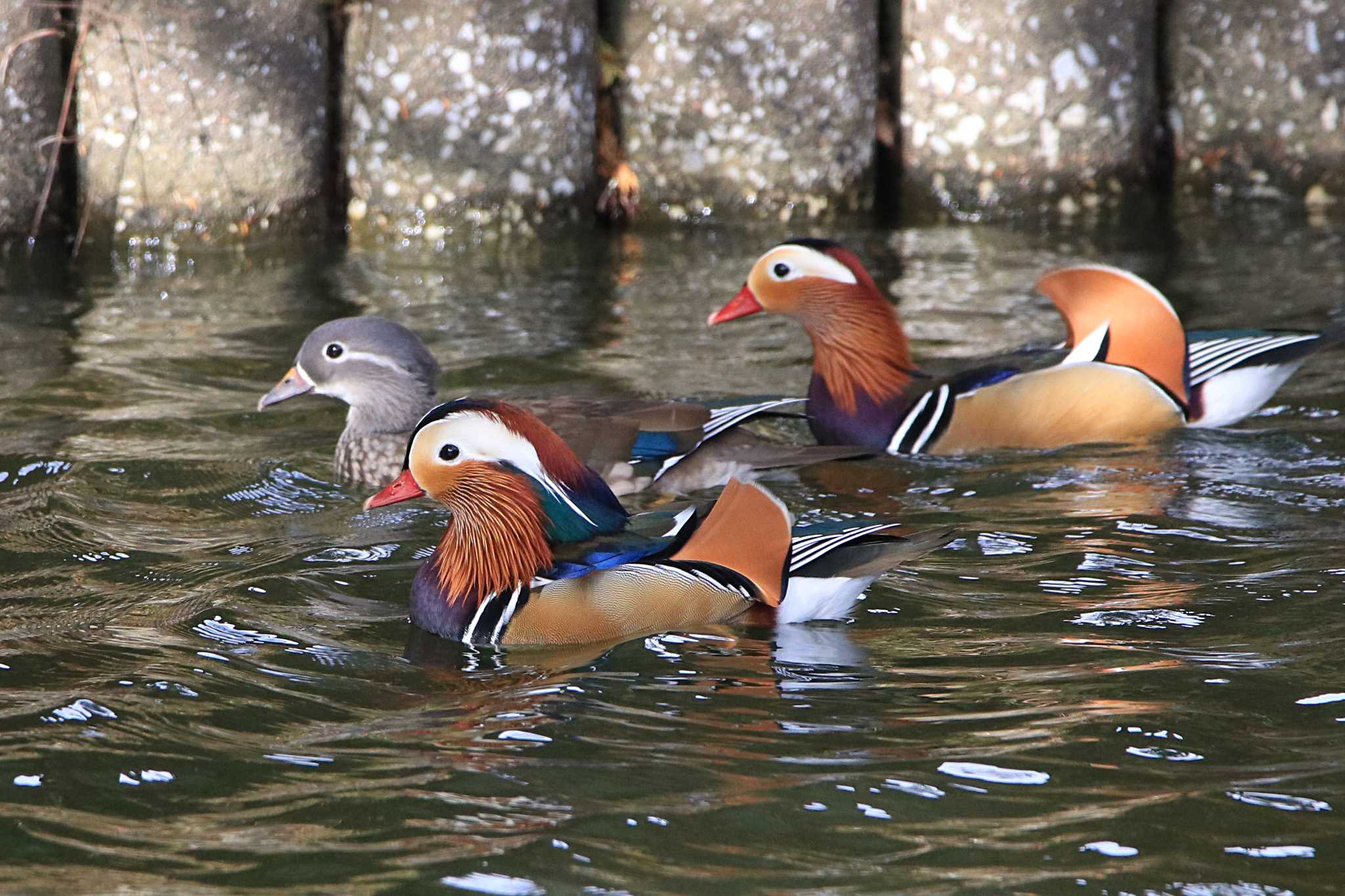 Photo of Mandarin Duck at DIC川村記念美術館庭園 by とみやん