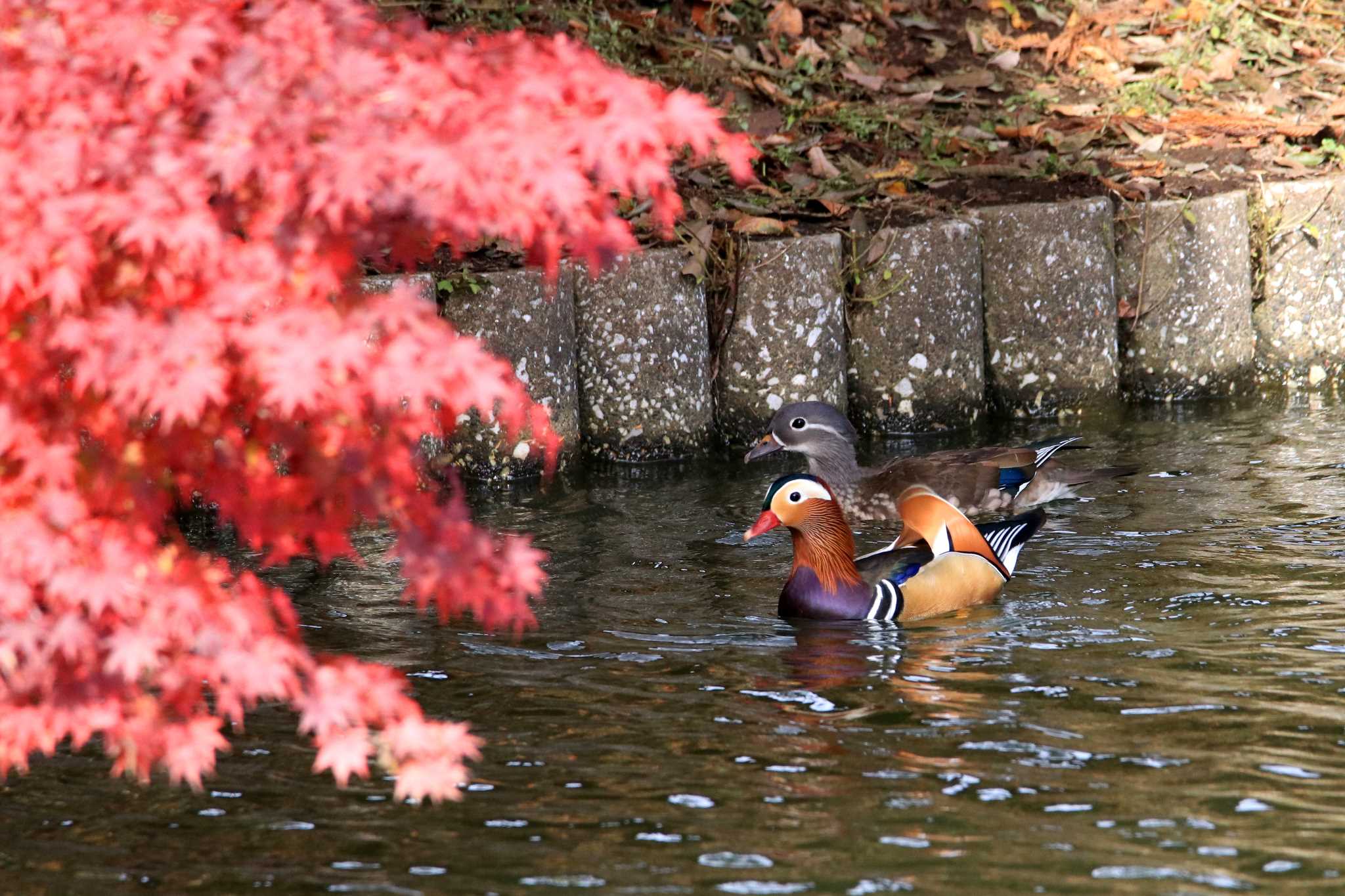 紅葉オシドリは難しかった by とみやん