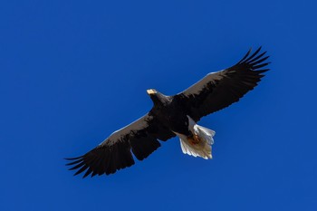 オオワシ 場所が不明 2018年1月13日(土)