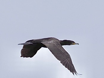 Great Cormorant Minatomirai Tue, 7/12/2022