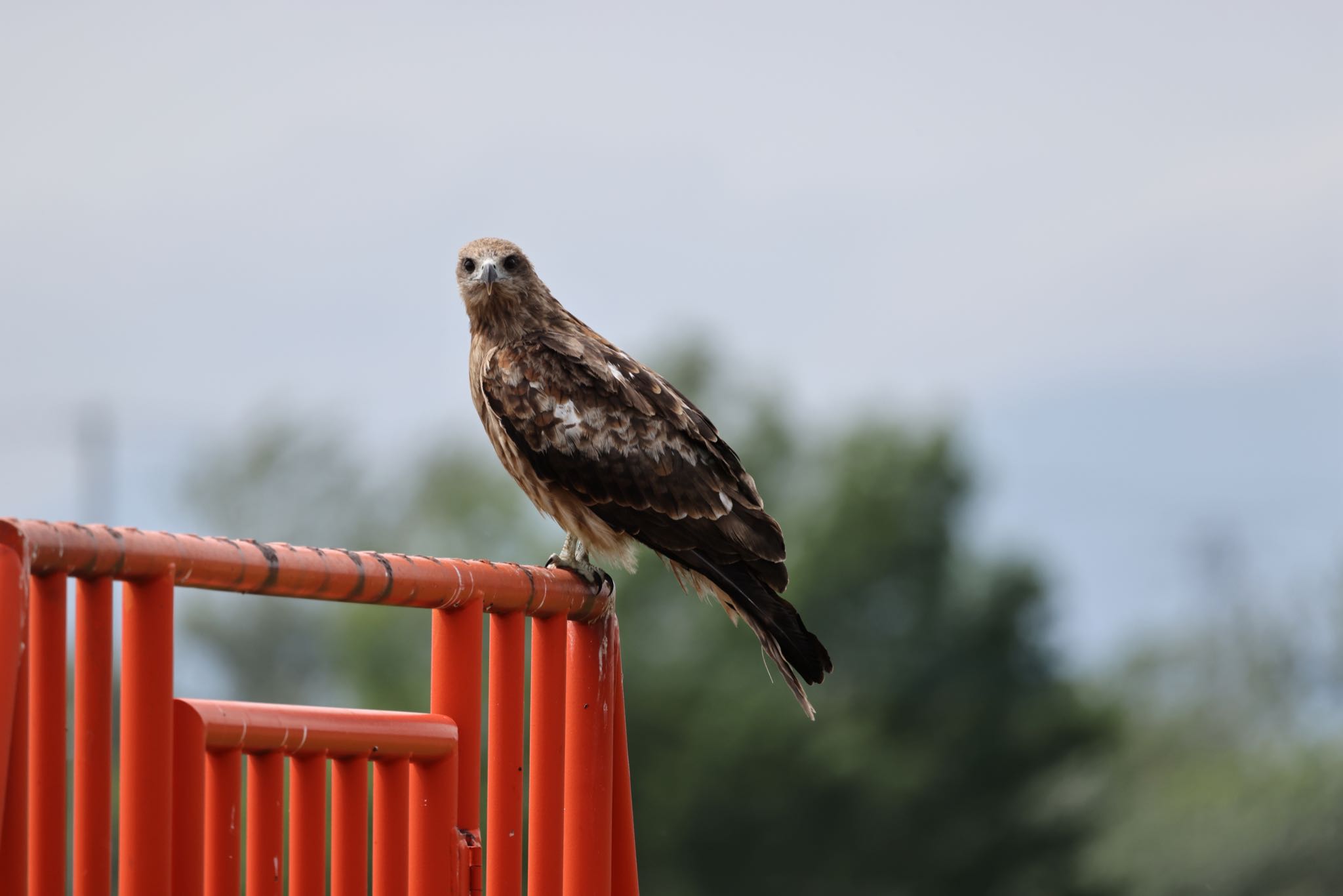 Photo of Black Kite at 札幌モエレ沼公園 by will 73