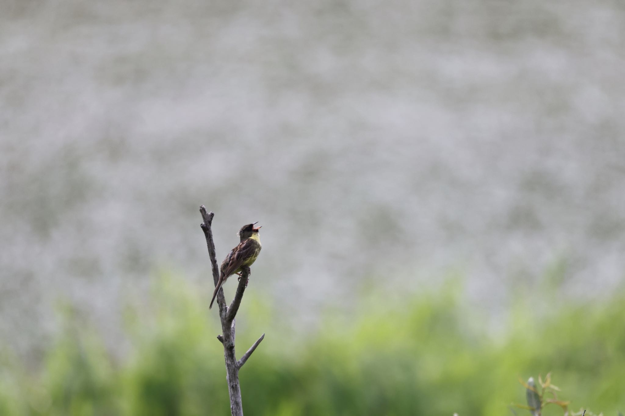 Masked Bunting