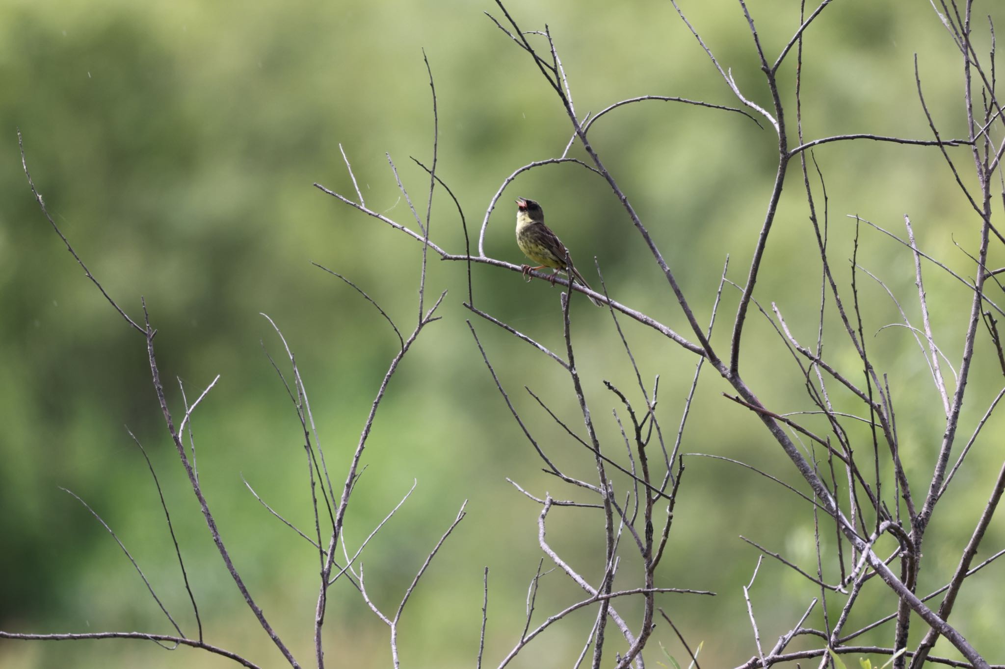 Masked Bunting