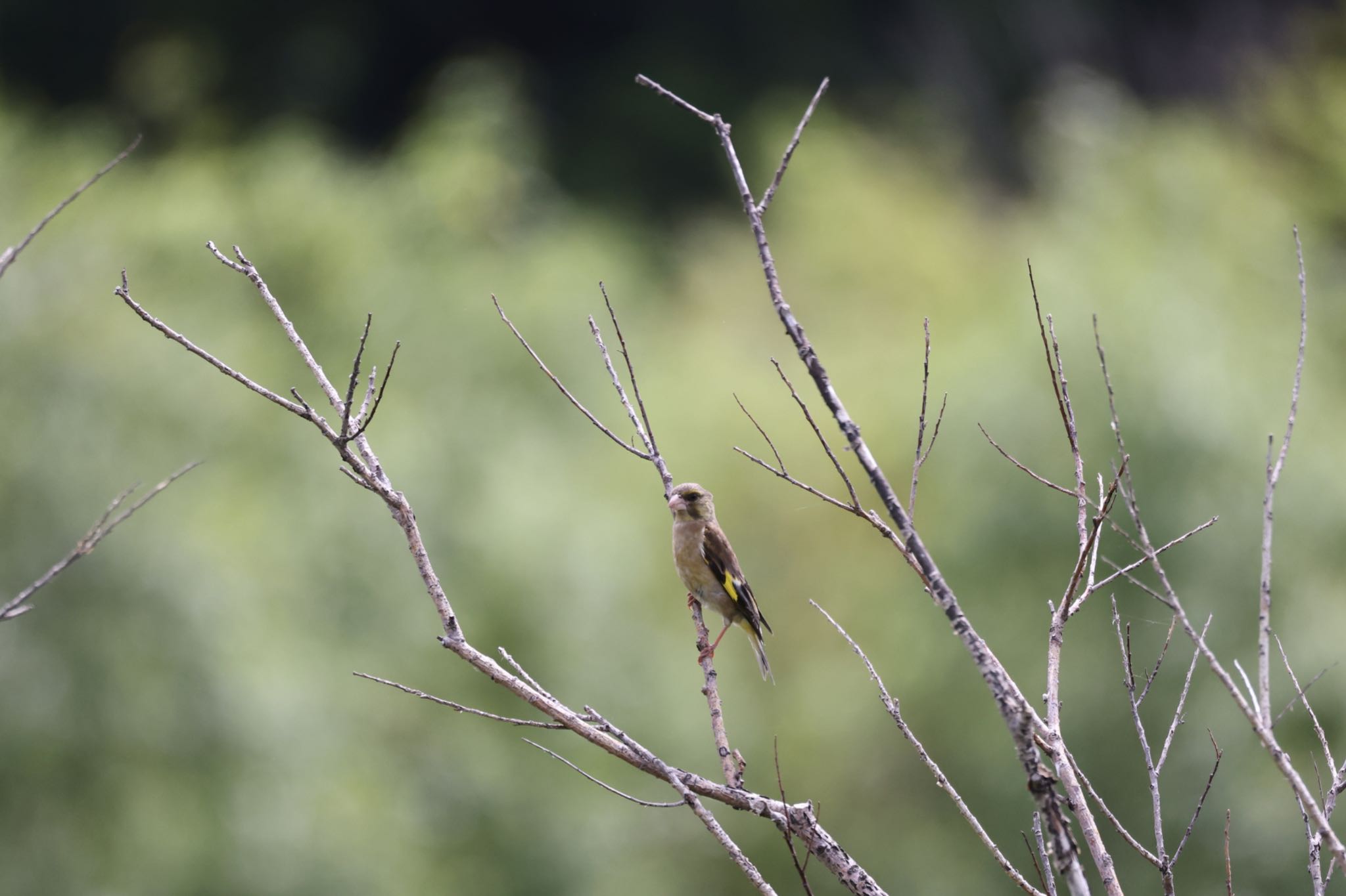 Grey-capped Greenfinch