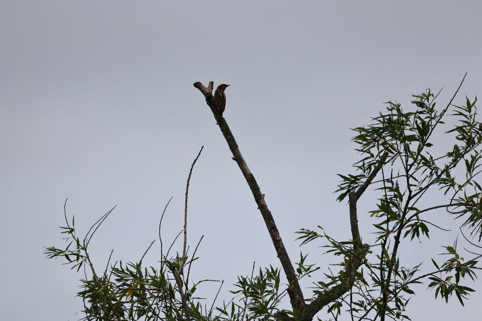 Eurasian Wryneck