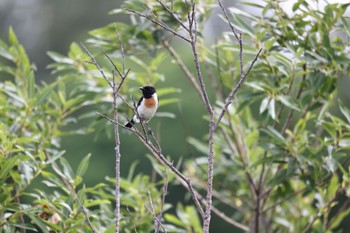 2022年7月13日(水) 札幌モエレ沼公園の野鳥観察記録