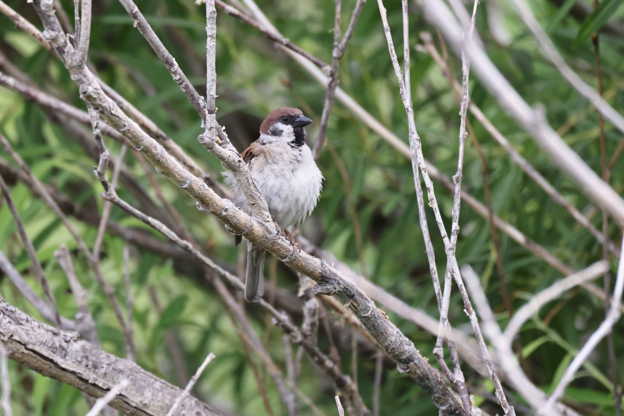 Eurasian Tree Sparrow