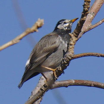 White-cheeked Starling 多摩川二ヶ領宿河原堰 Sat, 1/13/2018