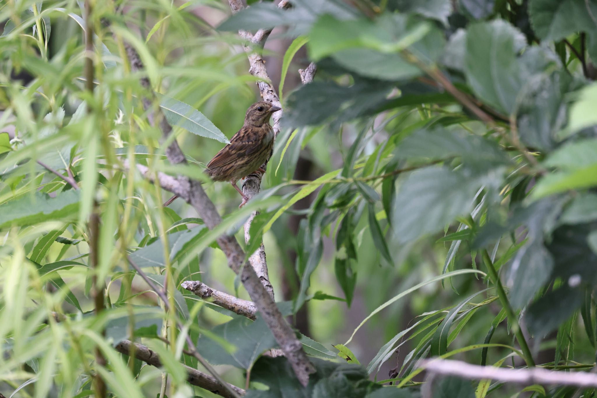 Masked Bunting