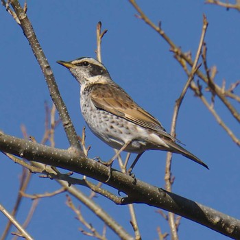 Dusky Thrush 多摩川二ヶ領宿河原堰 Sat, 1/13/2018