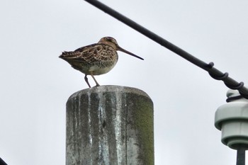 Wed, 6/22/2022 Birding report at 利尻礼文サロベツ国立公園