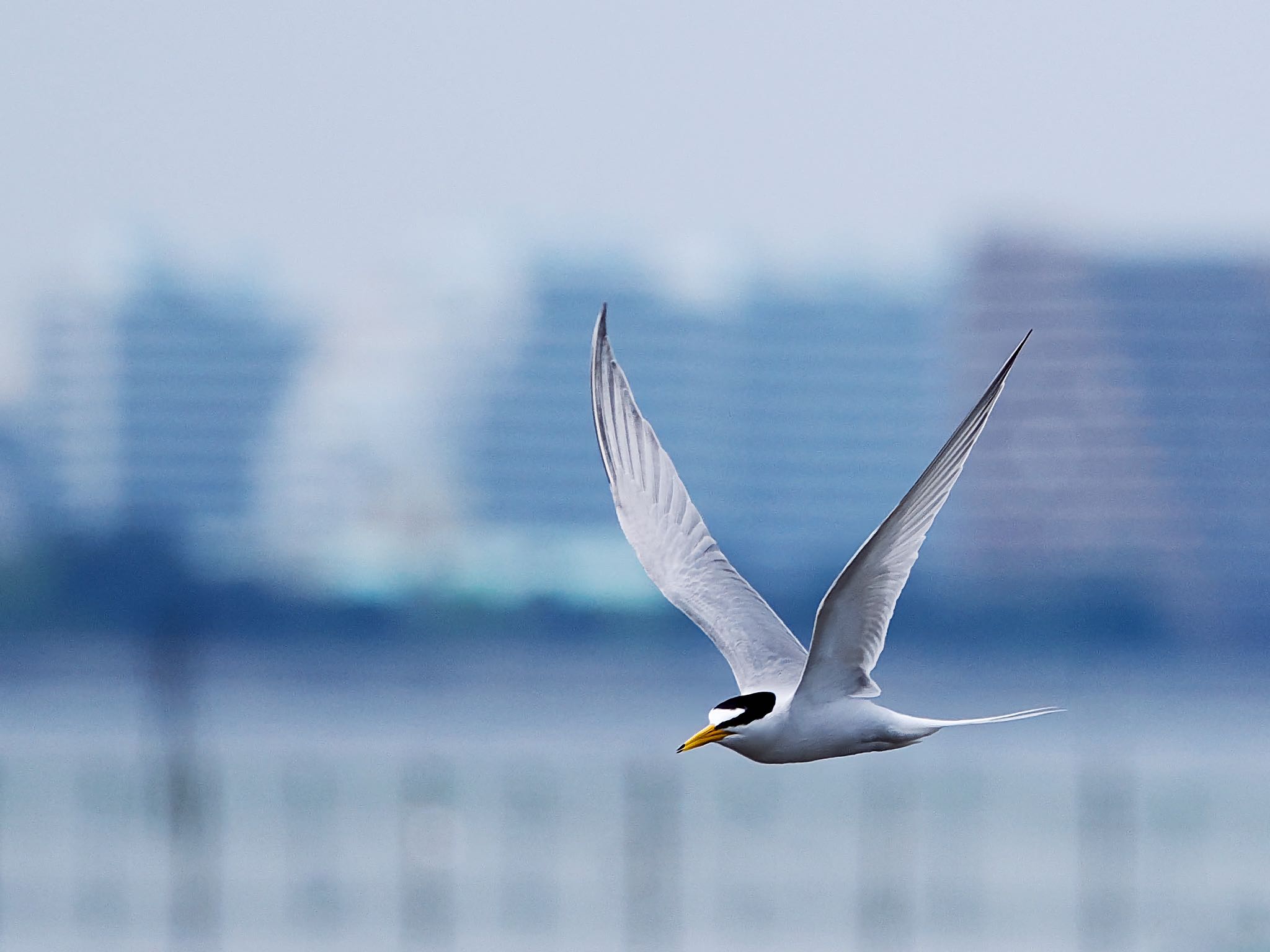 Little Tern