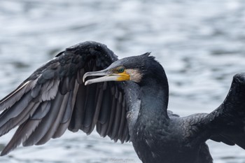 カワウ 東京港野鳥公園 2022年7月8日(金)