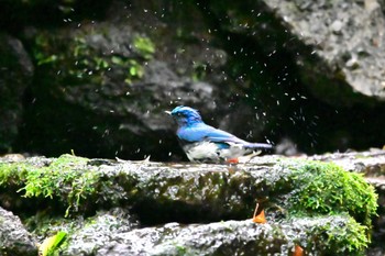 Blue-and-white Flycatcher 大洞の水場 Wed, 7/13/2022