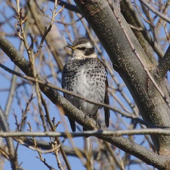 Dusky Thrush 多摩川二ヶ領宿河原堰 Sat, 1/13/2018