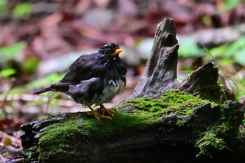 Japanese Thrush 大洞の水場 Wed, 7/13/2022