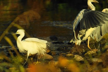 Grey Heron Nogawa Unknown Date