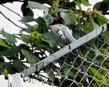 Wed, 7/13/2022 Birding report at 西郷山公園