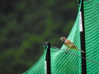 2022年7月13日(水) 曽爾高原の野鳥観察記録
