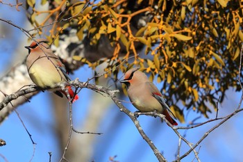 Japanese Waxwing Unknown Spots Sat, 1/13/2018