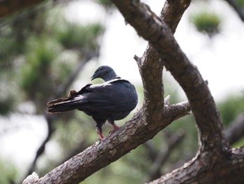 Wed, 7/13/2022 Birding report at Miyako Island