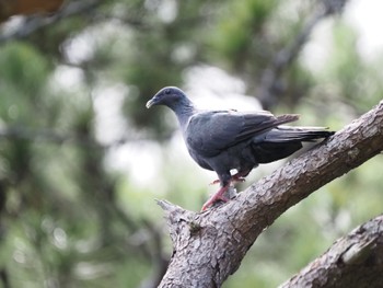 Black Wood Pigeon Miyako Island Wed, 7/13/2022