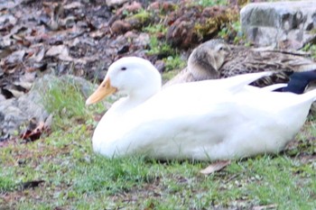 Domestic duck 京都市宝ヶ池公園 Sun, 4/17/2022