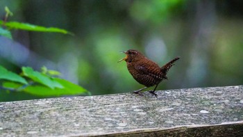 Eurasian Wren 奥日光 Sat, 6/18/2022