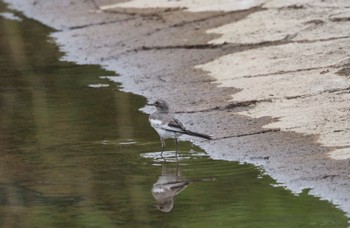 Japanese Wagtail 手賀沼親水広場 Tue, 7/12/2022