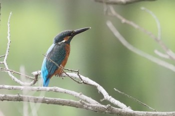 Common Kingfisher 手賀沼親水広場 Tue, 7/12/2022