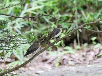 オオルリ 平山城址(平山城址公園) 2022年7月10日(日)