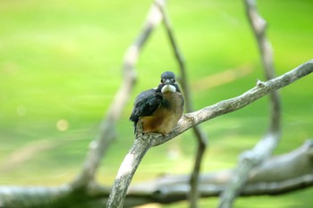 カワセミ 青森県十和田市 2017年7月17日(月)