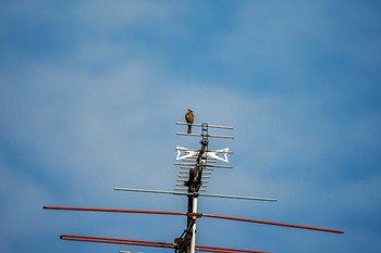 2022年7月14日(木) 福井緑地(札幌市西区)の野鳥観察記録